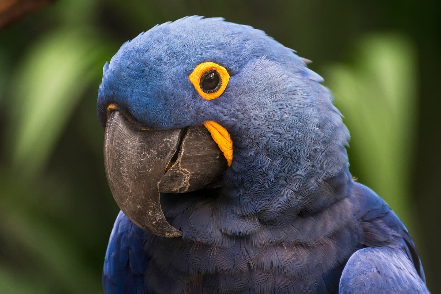 Arara-azul-grande no Pantanal